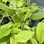 Aktinídia význačná - mini kiwi  (Actinidia arguta) ´ISSAI´ - výška 15-25 cm, kont. P9 (-26°C)